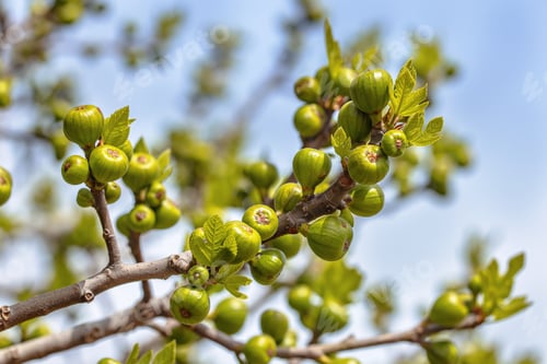 Preview: Fig is the edible fruit of Ficus carica