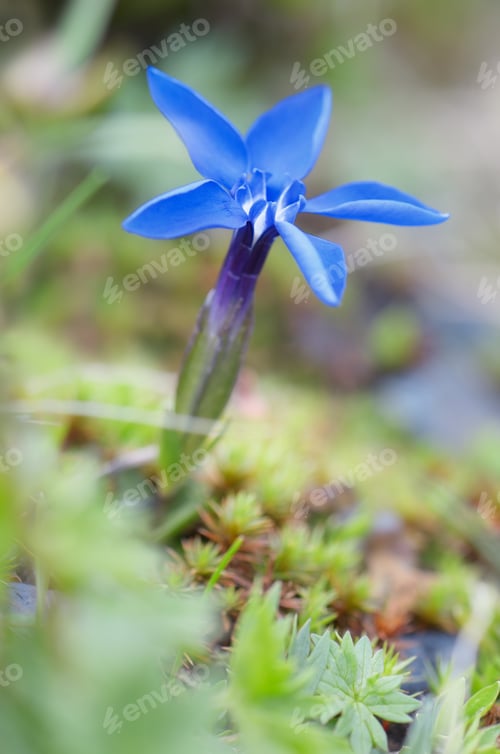 Preview: Gentiana verna