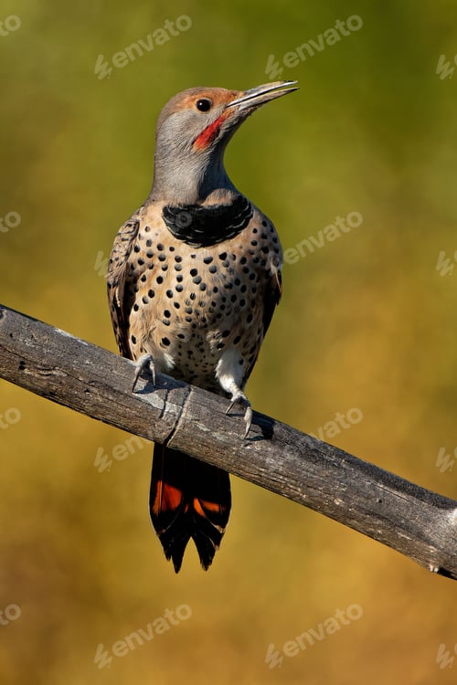 Preview: Vertical shot of a northern flicker on the branch of a tree