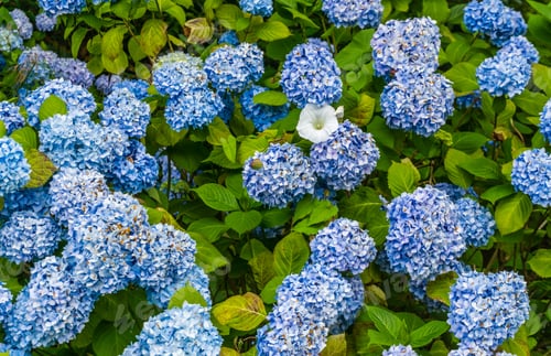 Preview: A Background Shot Of Blues Hydrangea Flowers.
