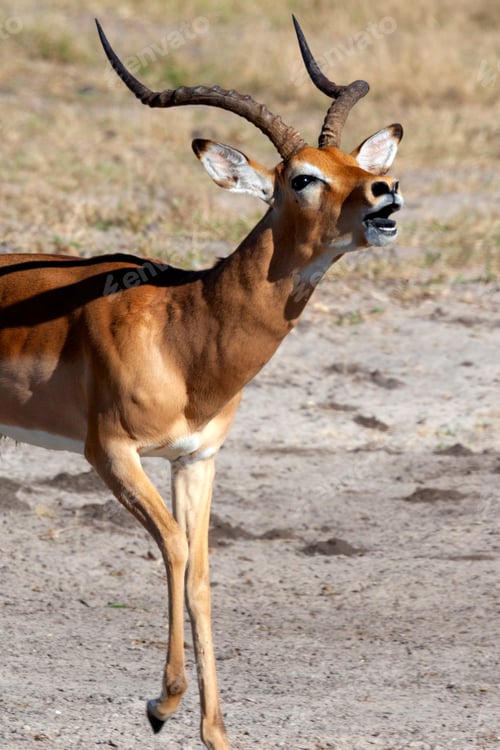 Preview: Male Impala Antelope - Botswana