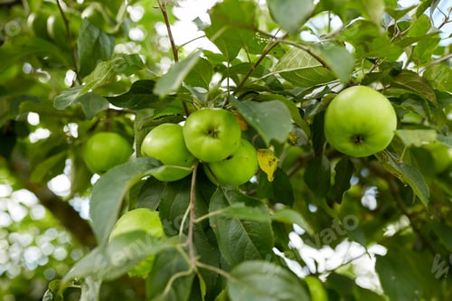 Preview: close up of apple tree branch
