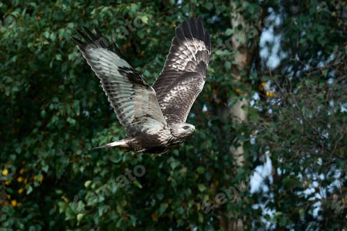 Preview: Rough-legged buzzard (Buteo lagopus)