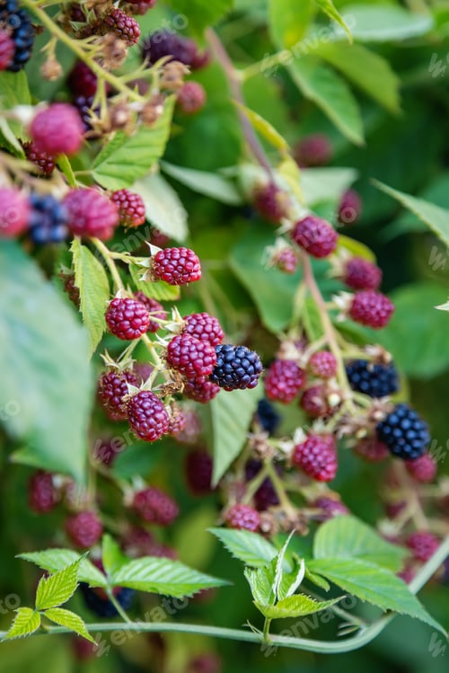Preview: Ripe and unripe blackberries growing on the bush