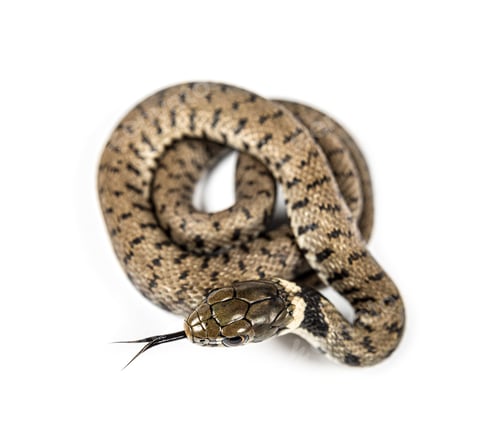 Preview: Grass snake sniffing tongue out, Natrix natrix, Isolated on white