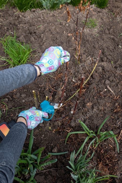 Preview: Pruning rose bushes with professional cordless electric battery secateurs