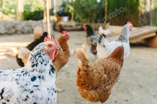 Preview: Hens pecking food in the fencing of their henhouse on a farm.