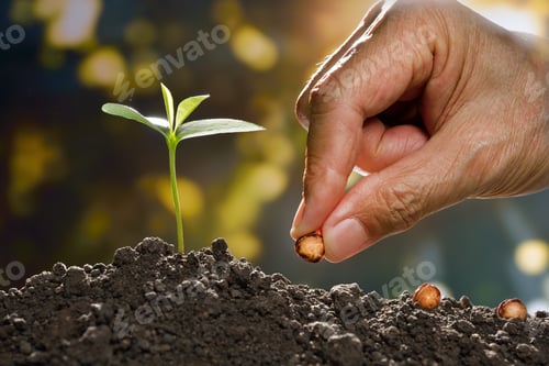 Preview: Plant,Tree