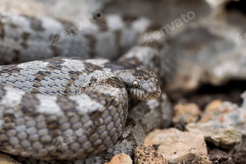 Preview: European Cat snake (Telescopus Fallax) or Soosan Snake, on the island of Malta.
