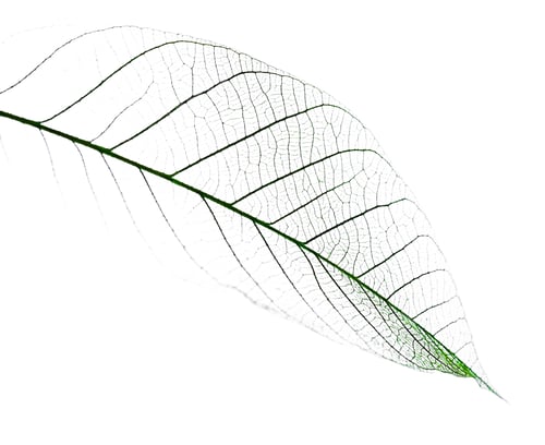 Preview: Leaf on the table