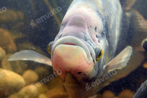 Preview: Close-up shot of a large fish in the water