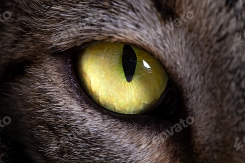 Preview: Pet animal; tabby cat green eye macro photo.