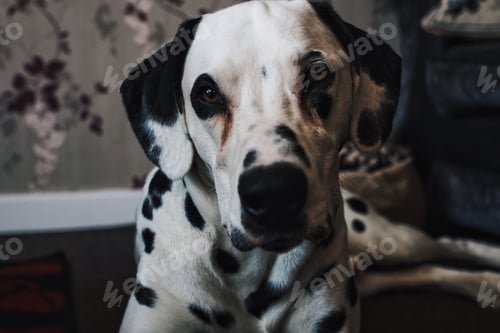 Preview: Relaxing Dalmatian
