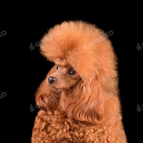 Preview: Portrait of apricot toy poodle