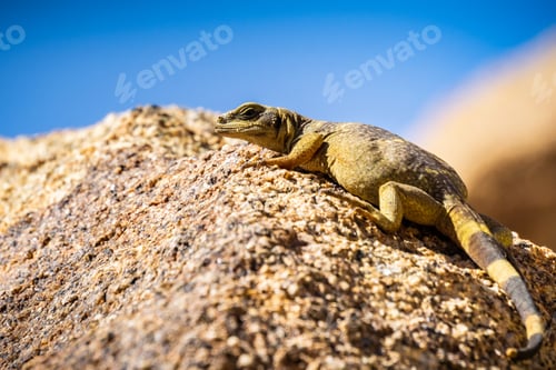 Preview: Young Common Chuckwalla (Sauromalus ater) lounging on a rock, Joshua Tree National Park, California