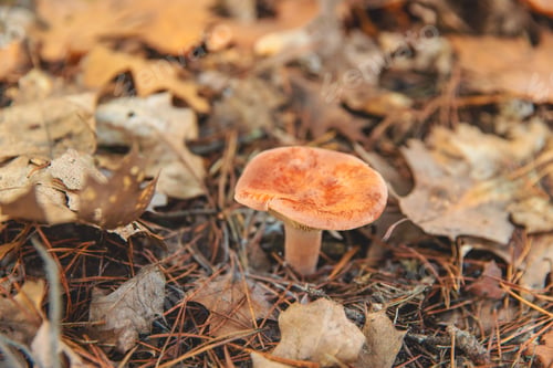 Preview: Mushroom picking in the forest. Selective focus.