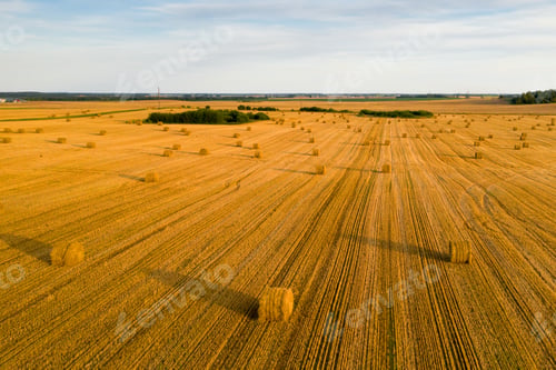 Preview: Straw bales on farmland with a blue cloudy sky.Harvested field with bales in Europe.Harvest.Belarus