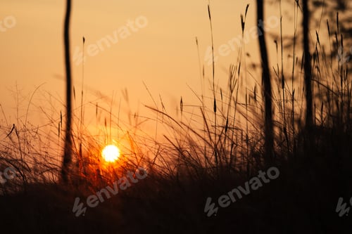 Preview: beautiful bewitching sunset on the background of grass (wheat, rye)