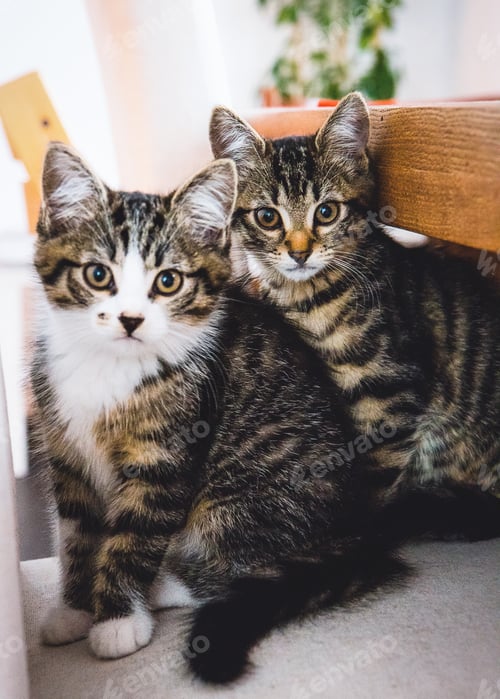 Preview: Two kittens sitting on the chair and looking into the camera.