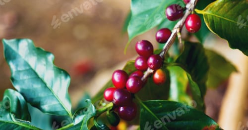 Preview: Man Hands harvest coffee bean ripe Red berries plant fresh seed coffee tree grow green eco farm