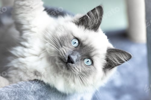 Preview: Closeup shot of the white ragdoll kitten with blue eyes