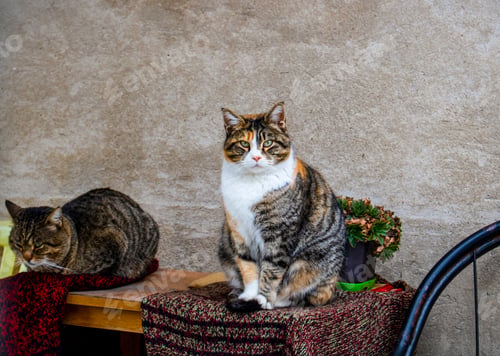 Preview: Two colorful cats sitting on the table