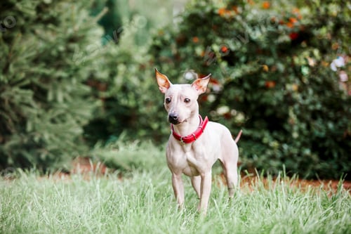 Preview: American Hairless Terrier dog for a walk in the park