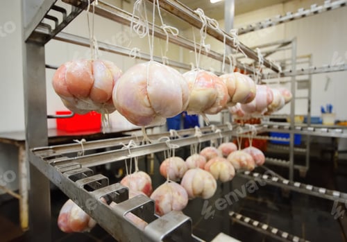 Preview: raw unprocessed pork delicacy of round shape hanging on a rope in a meat factory