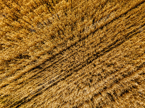 Preview: Aerial view of yellow wheat agricultural crops field, top view