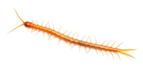 Preview: Centipede in front of white background