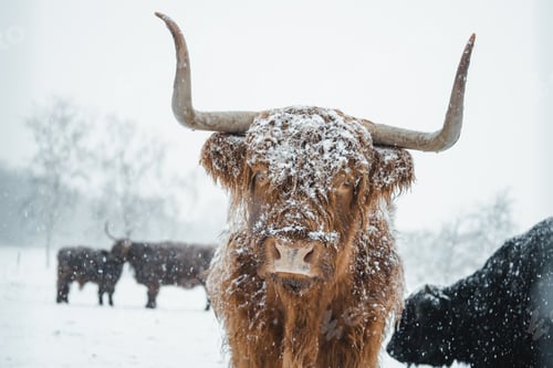 Preview: Scottish Highlander Cow Cattle covered with snow in nature 2022