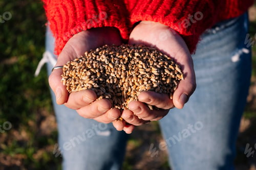 Preview: Woman's hands holding wheat.