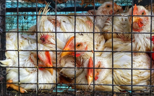 Preview: Closeup of white roosters in a cage under the sunlight in the countryside