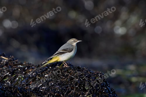 Preview: Grey wagtail (Motacilla cinerea)