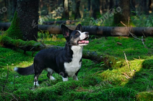 Preview: Cute Cardigan Welsh Corgi