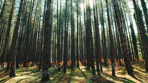 Preview: Pine forest in the autumn season