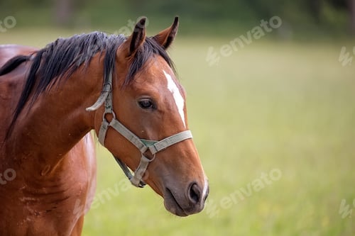 Preview: Horse in a clearing, a portrait