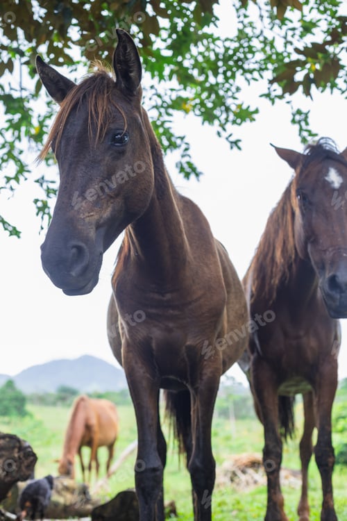 Preview: chocolate horse resting with trite look