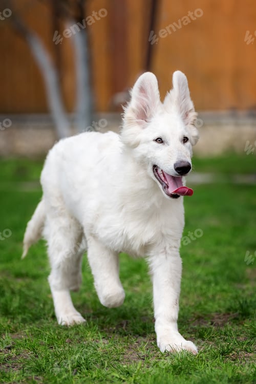 Preview: Berger Blanc Suisse White german shepherd poppy