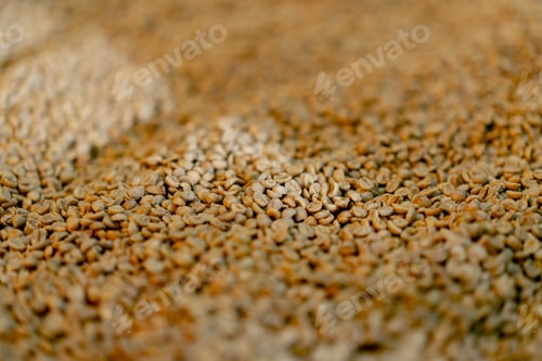 Preview: close-up of a coffee roasting factory selecting the best green coffee for roasting