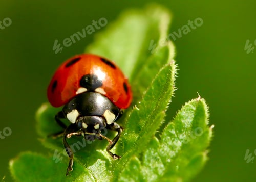 Preview: Macro shot of a ladybird sitting on a leaf