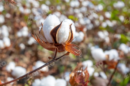 Preview: Fresh cotton field, Izmir / Turkey