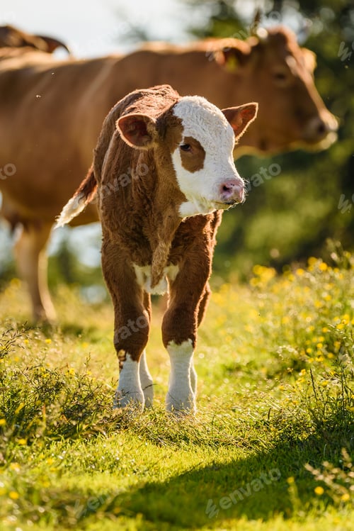Preview: Cows on a meadow in Alps Austria. Schockl mountain above Graz place to visit