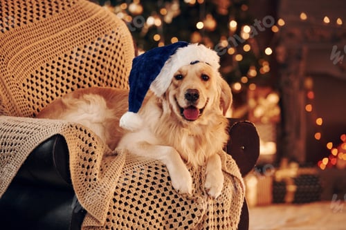 Preview: In santa hat. Cute Golden retriever at home. Celebrating New year and christmas