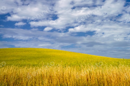 Preview: Rural landscape near Ostra Vetere and Cingoli, Marche, Italy