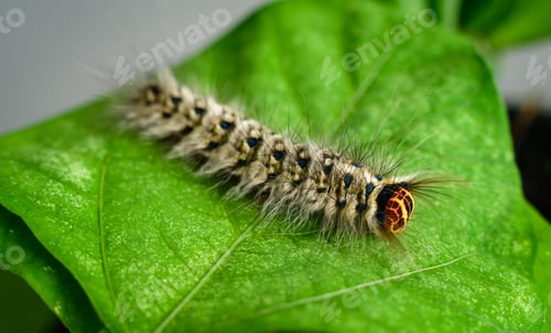 Preview: Rose myrtle lappet caterpillar (Trabala Vishnou)on a green Winged bean leaf overhead view