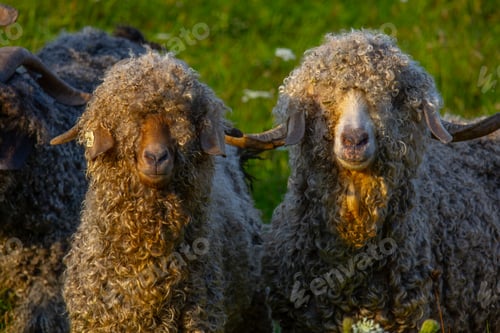 Preview: Angora goats grazing in the field