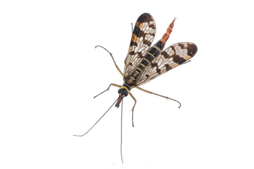 Preview: Scorpion fly on white background