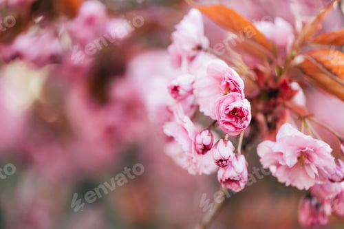 Preview: Branch of blooming sakura in spring time. Selective soft focus.