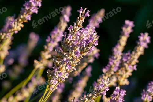 Preview: Lavender background
